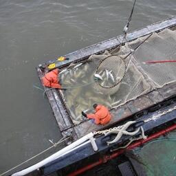 В ЧАО подходит к концу «красная» путина. Фото предоставлено Чукотрыбпромхозом