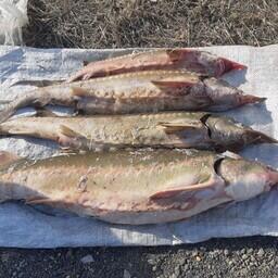 Изъятая осетрина. Фото пресс-группы Погрануправления ФСБ России по Приморскому краю