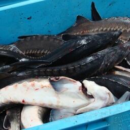 В деле фигурировали незаконно добытые осетровые