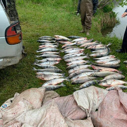 Изъятый у браконьеров лосось. Фото пресс-службы регионального МВД