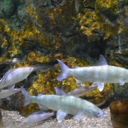 Байкальский омуль