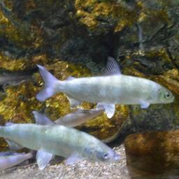 Возобновления промышленной добычи байкальского омуля регулятор ожидает не ранее 2025 г.