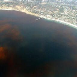 «Красный прилив» у побережья Ла-Хойя (Сан-Диего, Калифорния). Фото Alejandro Díaz