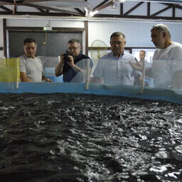 В прошлом году в регионе вырастили более 24,5 тыс. тонн товарной рыбы. Фото пресс-службы правительства Ростовской области