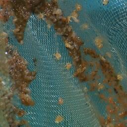 Мальки на субстрате. Фото пресс-службы компании «Антей»