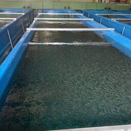 Барабашевский завод специализируется на воспроизводстве кеты. Фото пресс-службы Приморского теруправления Росрыболовства