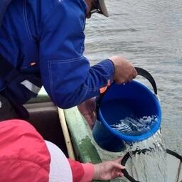 Специалисты Азово-Черноморского филиала ВНИРО провели комплексные исследования в азовских лиманах Краснодарского края. Фото пресс-службы АзНИИРХ