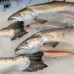 Рыбопромышленники Республики Коми в этом году освоили рекордное количество атлантического лосося — около 2,5 тонны