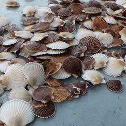 «Транснефть — Порт Козьмино» высадила в бухту за пределами своего участка 10 тыс. годовалых гребешков