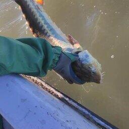 Ученые исследуют популяцию осетровых в Азовском море. Фото пресс-службы АзНИИРХ