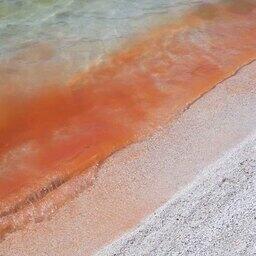 Красная вода оказалась множеством маленьких ракообразных, 1 июля 2022 г. Автор фото Сергей Стефанов