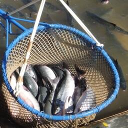 Добыча лососей в ЧАО. Фото пресс-службы Чукотрыбпромхоза