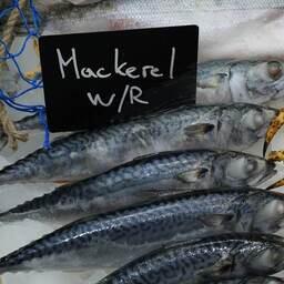 Норвегия, Евросоюз, Фарерские острова, Гренландия, Исландия и Великобритания установили общую квоту на вылов скумбрии в 2023 г.