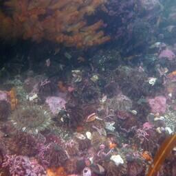 Серые морские ежи на Южных Курилах. Фото пресс-службы ВНИРО