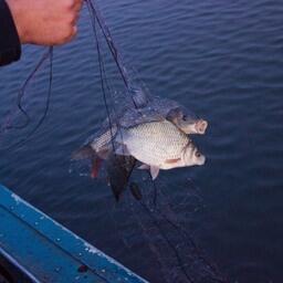 Лов лесковой сетью