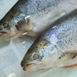 Россельхознадзор считает, что «киргизская» рыба на самом деле является санкционной продукцией из третьих стран