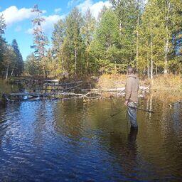 Отлов гольцов на лесной реке. Фото Григория Маркевича