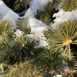 Мороз и елки — день чудесный от Златы Крючковой