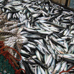 Улов сардины-иваси и скумбрии. Фото пресс-службы Росрыболовства