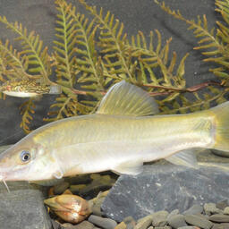 Один из обитателей Меконга. Фото пресс-службы ИнБЮМ