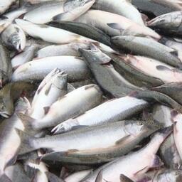 Минсельхоз сейчас не рассматривает вопрос об ограничении экспорта продукции из тихоокеанских лососей, заявили в ведомстве