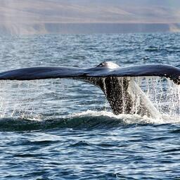 Специалисты Чукотского отдела ТИНРО провели плановые ежегодные исследования китообразных в ЧАО. Фото пресс-службы филиала
