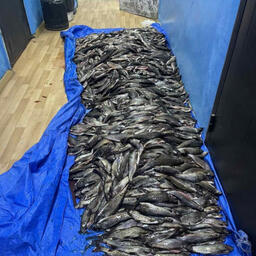 В бочках находилось свыше 1,9 тыс. хариусов. Фото пресс-службы регионального МВД