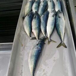 Японская скумбрия. Фото предоставлено Константином Коробковым