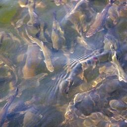 В Ленинградской области распределят участки под аквакультуру