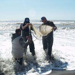 Взятие планктонных проб на береговых станциях. Фото пресс-службы СахНИРО
