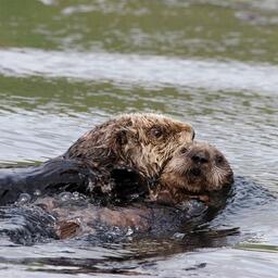 В России создадут рабочую группу по сохранению калана. Фото Евгения Мамаева / Всемирный фонд дикой природы