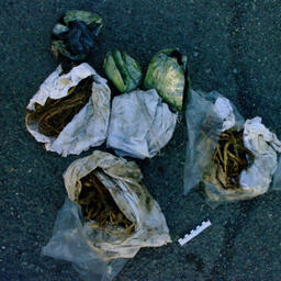 В составе партии были также 410 корней дикого женьшеня. Фото пресс-службы Управления на транспорте МВД России по ДФО