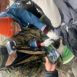 Спасение морского котика из пластиковых оков на шее. Фото пресс-центра Командорского заповедника