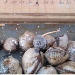 Попавшая в трал анадара. Фото пресс-службы АзНИИРХ