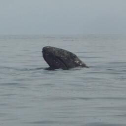 Серый кит в Охотском море