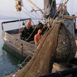 В правила рыболовства для Дальневосточного бассейна внесен ряд изменений