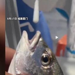 У рыб мазки берут изо рта. Скриншот видео на weibo.com
