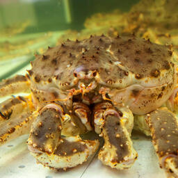 Ученые провели комплексную съемку запасов камчатского краба в местах его промысла в южной части Баренцева моря. Фото пресс-службы ВНИРО