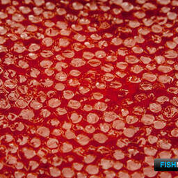 Красная икра может войти в эксперимент по цифровой маркировке