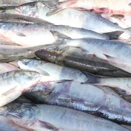 Добытая на Амуре осенняя кета