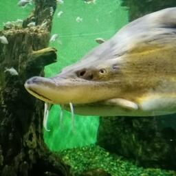 На порядок «подорожали», в частности, представители осетровых