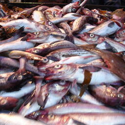 Ассоциация добытчиков минтая рассказала об опыте использования научных наблюдателей на промысле 