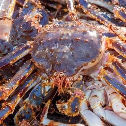 В числе экспортируемых Россией морепродуктов важное место занимает живой краб. Фото предоставлено компанией «Антей»