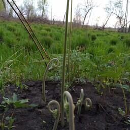 Молодые побеги папоротника очень вкусны