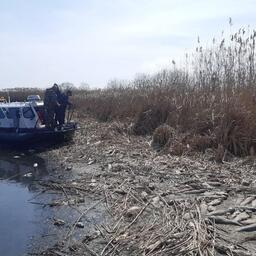 Берег Барской косы усыпан мертвой рыбой. Фото пресс-службы правительства Астраханской области