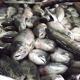 ВАРПЭ не поддерживает решение о временном запрете экспорта лосося