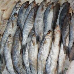 Предлагаемые поправки корректируют, в частности, сроки добычи кефалей