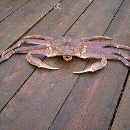 Краб-стригун опилио