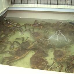 Часть краба хранилась в бассейнах в живом виде. Скриншот оперативной съемки