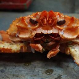 Ученые промониторили промысловые запасы беспозвоночных и рыб в восточной части Охотского моря. Фото пресс-службы ТИНРО